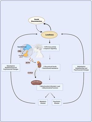 Breaking the vicious cycle: The interplay between loneliness, metabolic illness, and mental health